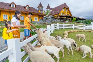 Mengunjungi Cepogo Cheese Park, Pesona Swiss di Boyolali