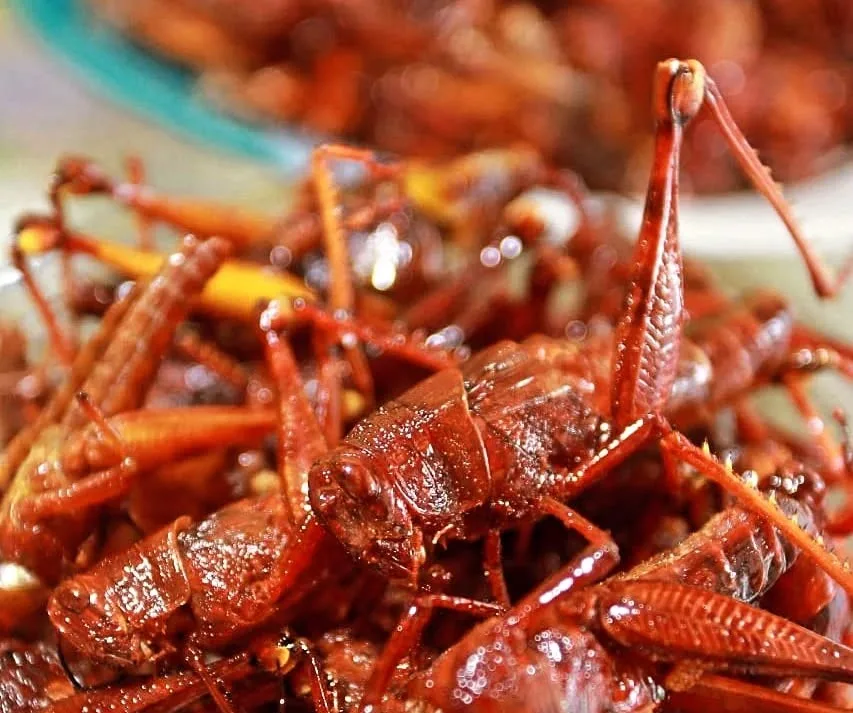 Sajian belalang goreng yang menggugah selera