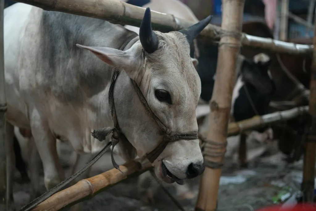 Hewan kurban sapi sebagai tradisi Idul Adha
