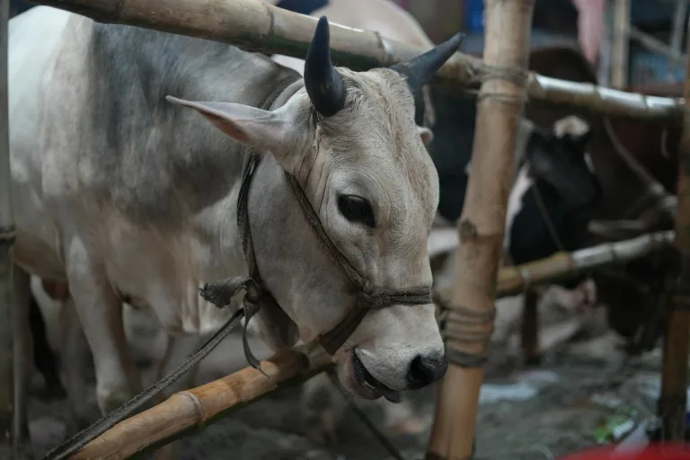 Hewan kurban sapi sebagai tradisi Idul Adha